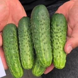 Ogórek Argument f1 250 nasion prec. ST